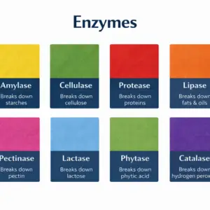 Enzyme